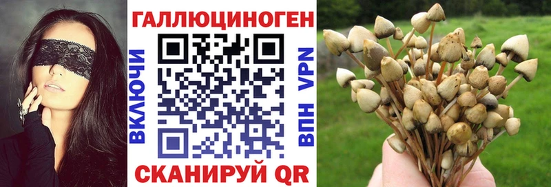 купить закладку Гремячинск Псилоцибиновые грибы Psilocybe